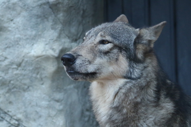 ウルフ コップ ホラー映画 一口感想 ブログ初心者 お笑い お芝居 大好き